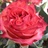 Jalah - Standard Rose - Roses - Flowers by category | Sierra Flower Finder