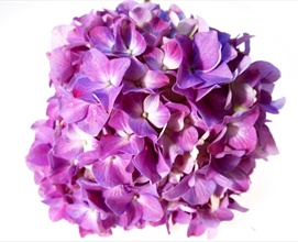 Hydrangea Dutch Lavender - Hydrangea - Flowers and Fillers - Flowers by ...