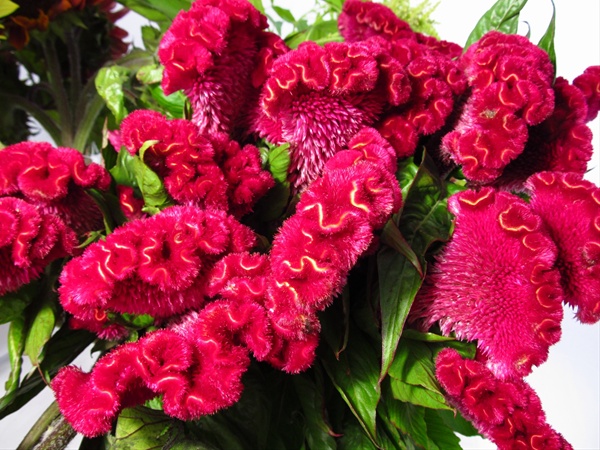 Celosia Cristata Red - Celosia - Flowers and Fillers - Flowers by ...