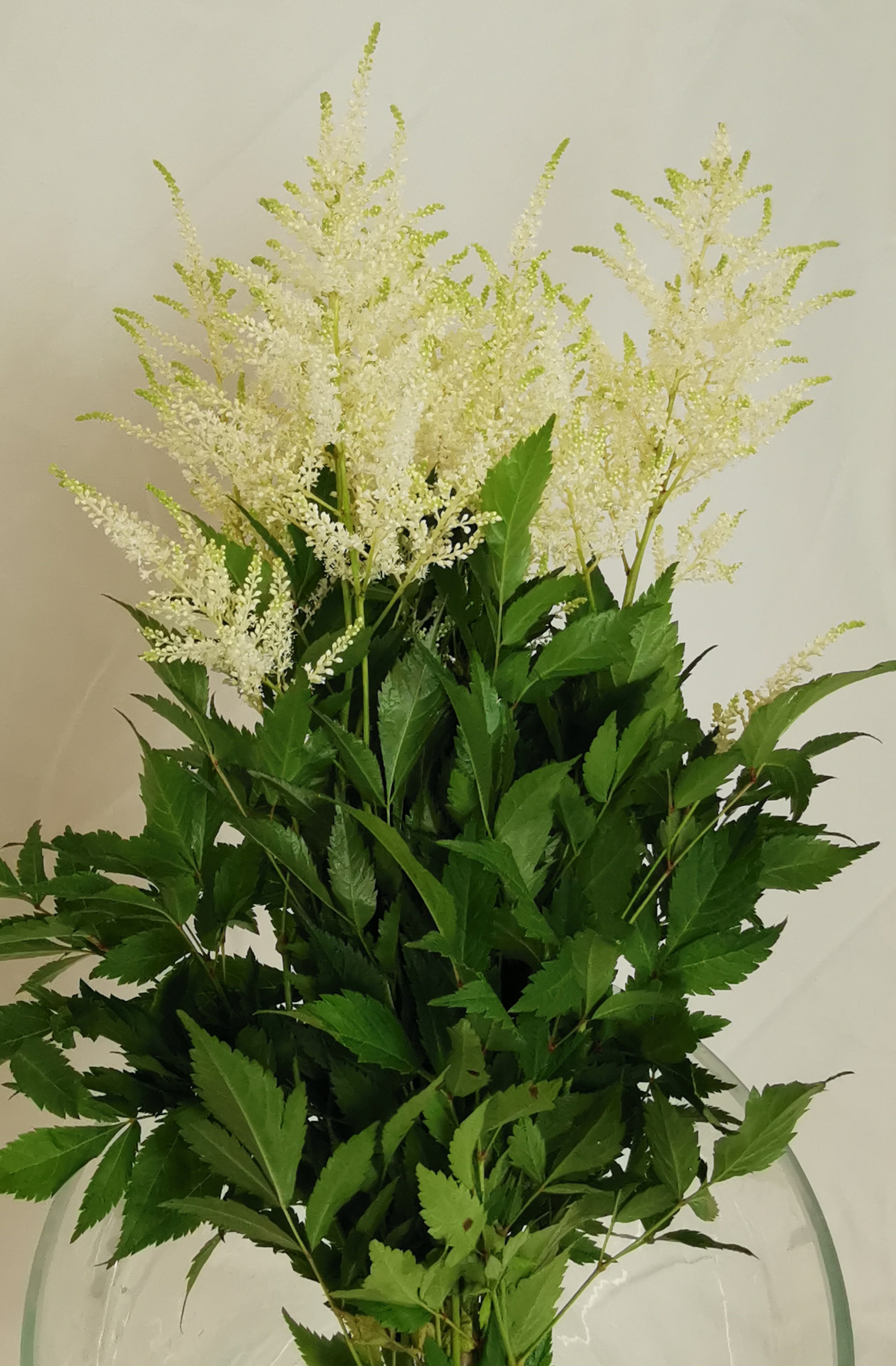 Astilbe White Washington - Astilbe - Flowers and Fillers - Flowers by ...