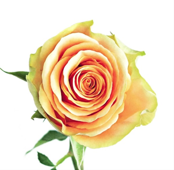 Nectarine роза эквадор