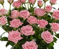 Spray Rose - Roses - Flowers by category | Sierra Flower Finder