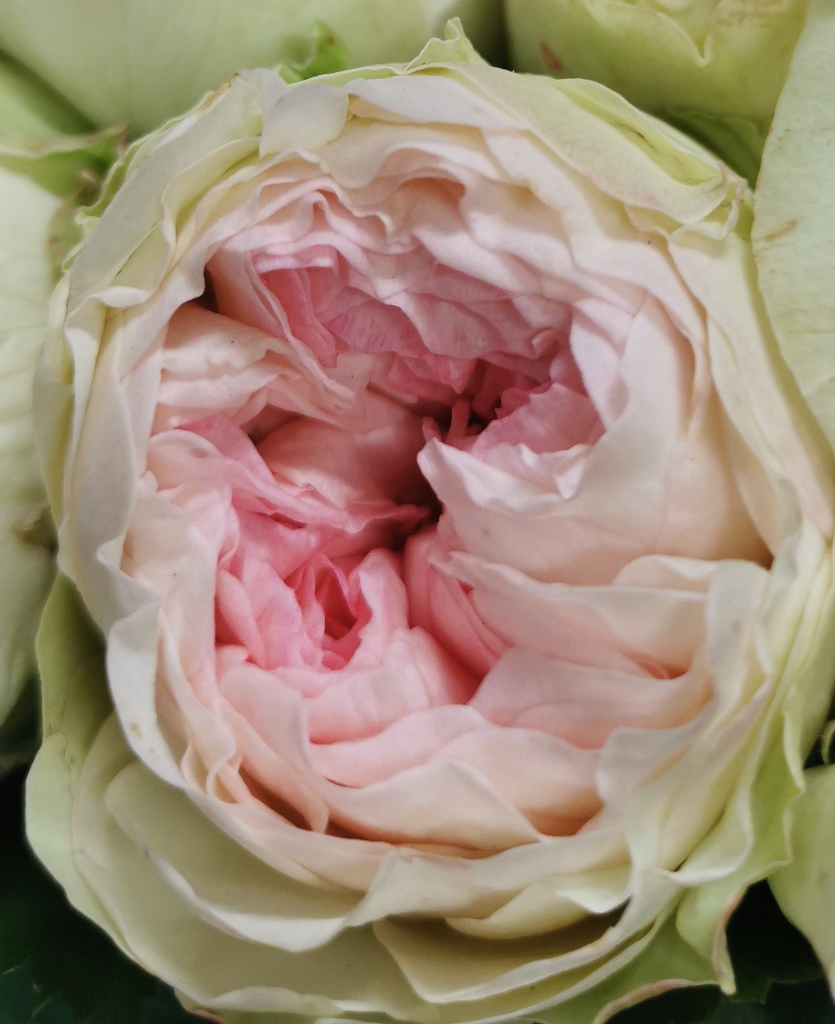 Garden Rose Pashmina - Garden Rose - Roses - Flowers by category ...