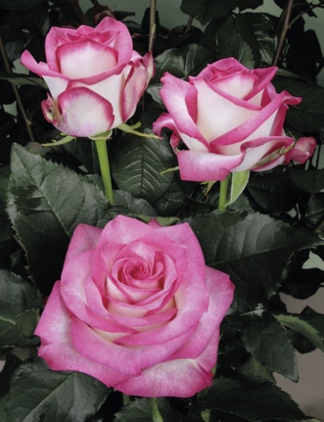 Rose Paloma - Standard Rose - Roses - Flowers by category | Sierra ...