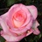 Boulevard - Standard Rose - Roses - Flowers by category | Sierra Flower ...