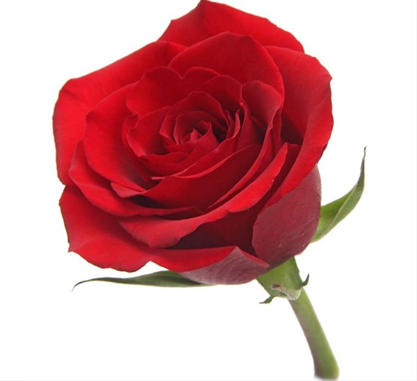 Rose Finally - Standard Rose - Roses - Flowers by category | Sierra ...