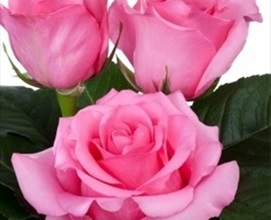 Gigi - Standard Rose - Roses - Flowers by category | Sierra Flower Finder