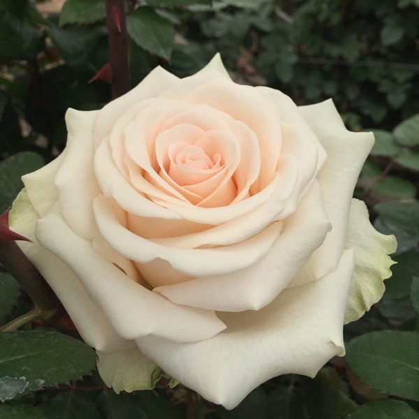 Rose Porcelain - Standard Rose - Roses - Flowers by category | Sierra ...