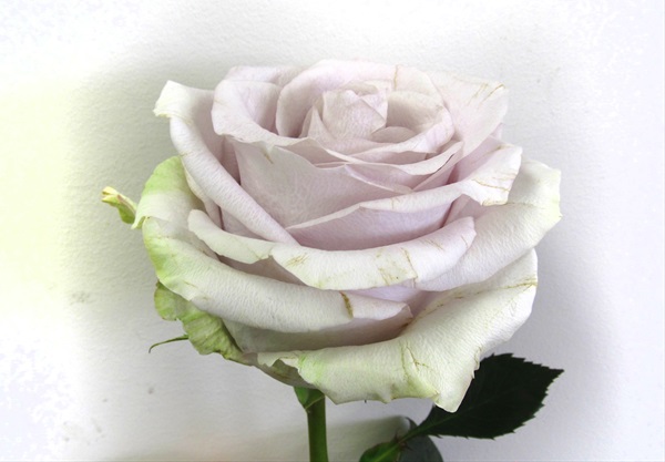 Safi - Standard Rose - Roses - Flowers by category | Sierra Flower Finder