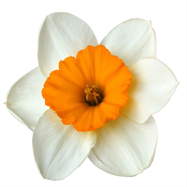 Daffodil Bicolor Johann Strauss - Narcissus - Flowers and Fillers ...