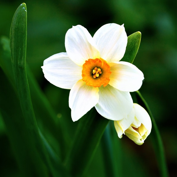 Daffodil Bicolor Geranium - Narcissus - Flowers and Fillers - Flowers ...