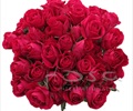 Spray Rose - Roses - Flowers by category | Sierra Flower Finder