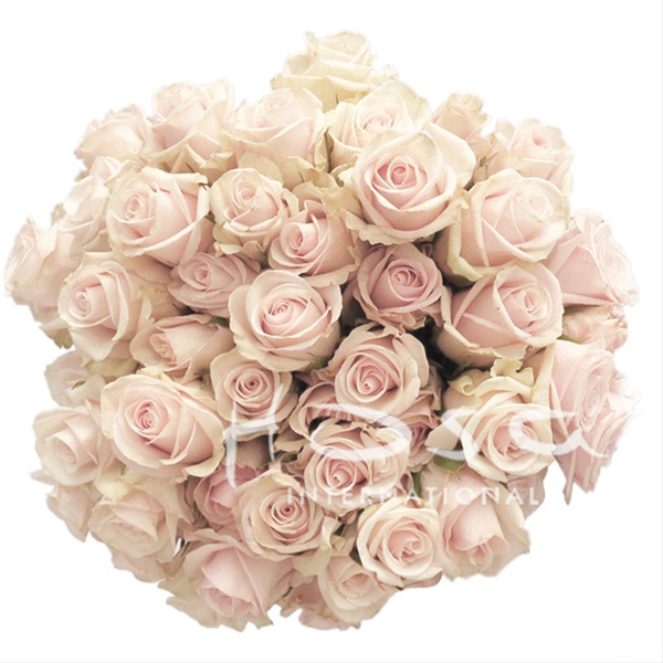 Spray Rose Royal Porcelina - Spray Rose - Roses - Flowers by category ...