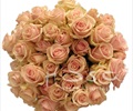 Spray Rose - Roses - Flowers by category | Sierra Flower Finder