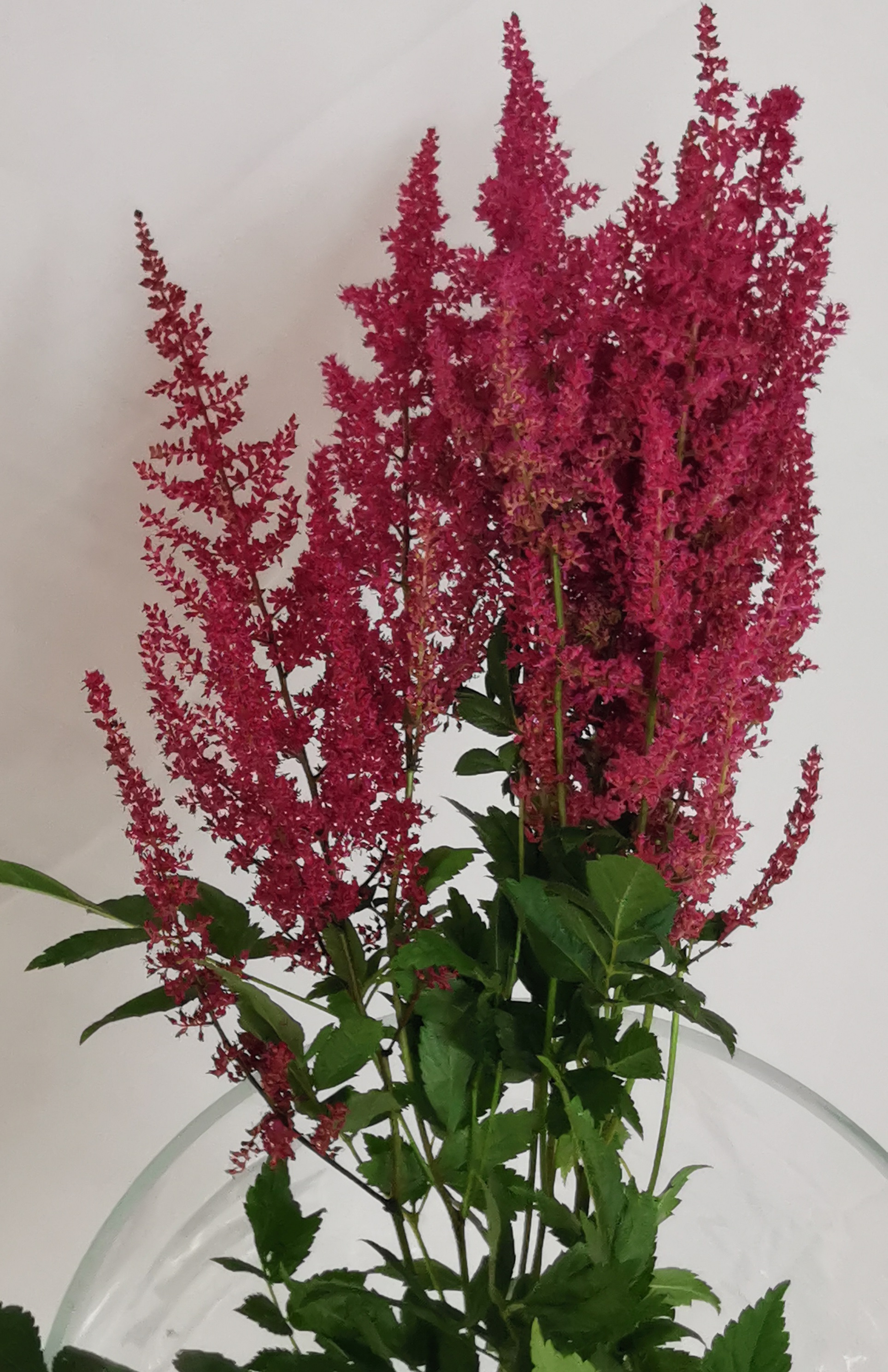 Astilbe Fanal - Astilbe - Flowers and Fillers - Flowers by category ...