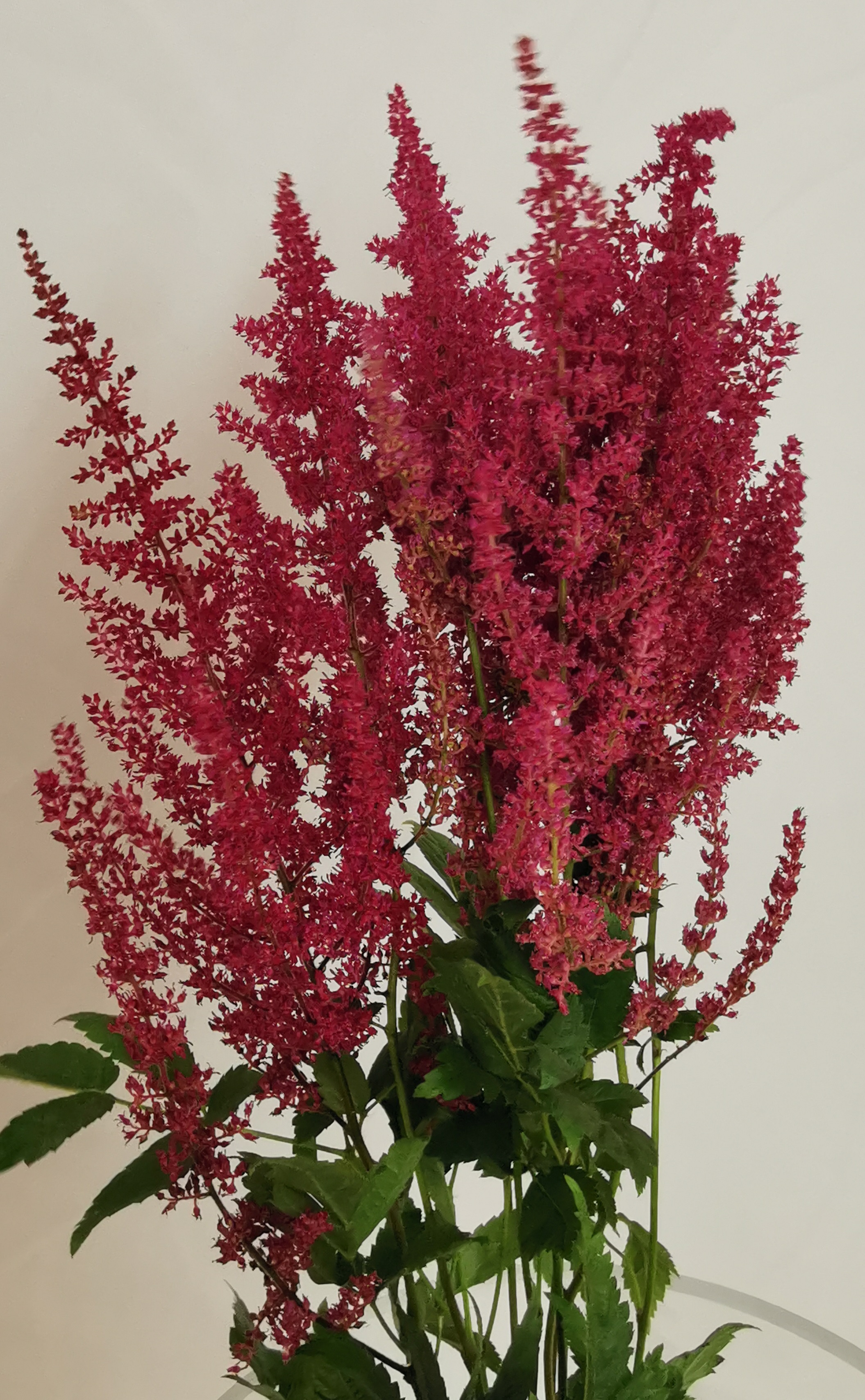 Astilbe Fanal - Astilbe - Flowers and Fillers - Flowers by category ...