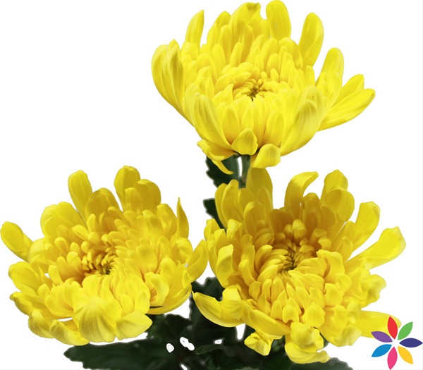 Chrys Disbud Madura - Disbuds/Mums - Chrysanthemum - Flowers by ...