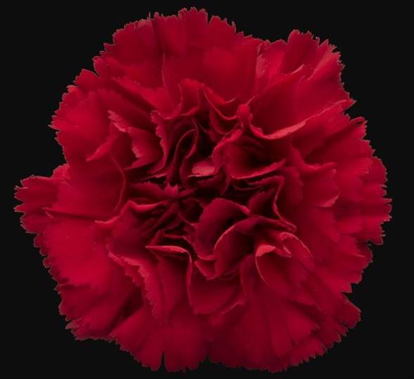 Carnation Daniko - Standard Carnation - Carnations - Flowers by ...