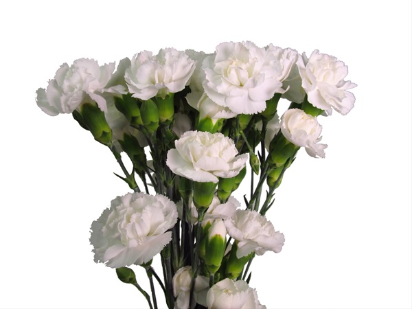 Mini Carn Ibis - Mini Carnation - Carnations - Flowers by category ...