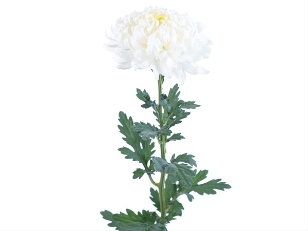 Chrys Nov Disbud White Twister - Disbuds/Mums - Chrysanthemum - Flowers ...