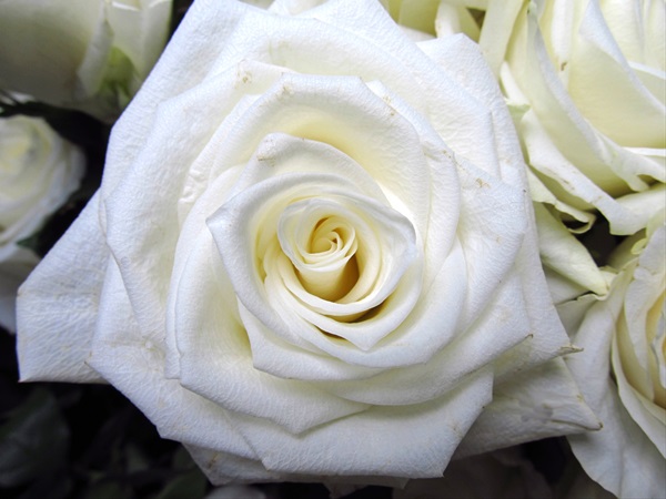 Rose Highlight - Standard Rose - Roses - Flowers by category | Sierra ...