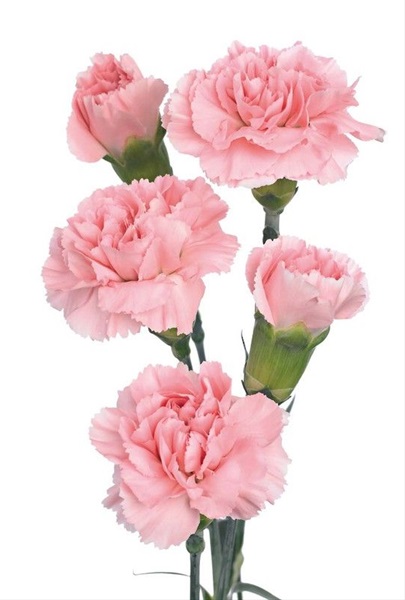 Mini Carn Euforia - Mini Carnation - Carnations - Flowers by category ...