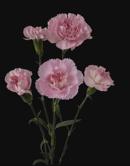 Mini Carn Ormella - Mini Carnation - Carnations - Flowers by category ...