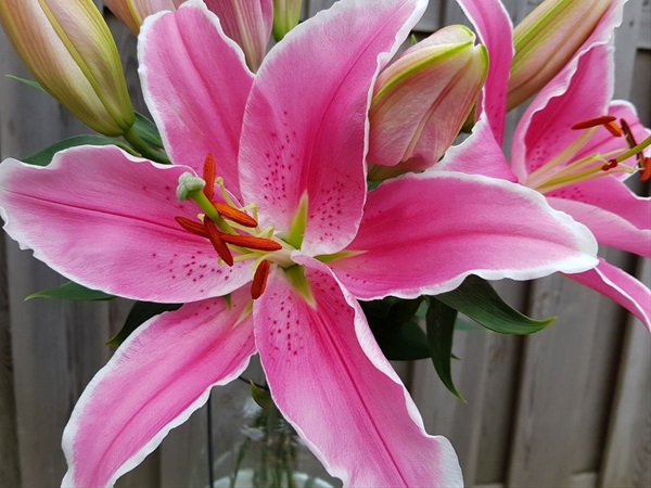 Oriental Lily Pink Marlon - Pink Flowers - Fleurs Rose - Public albums |  Sierra Flower Finder