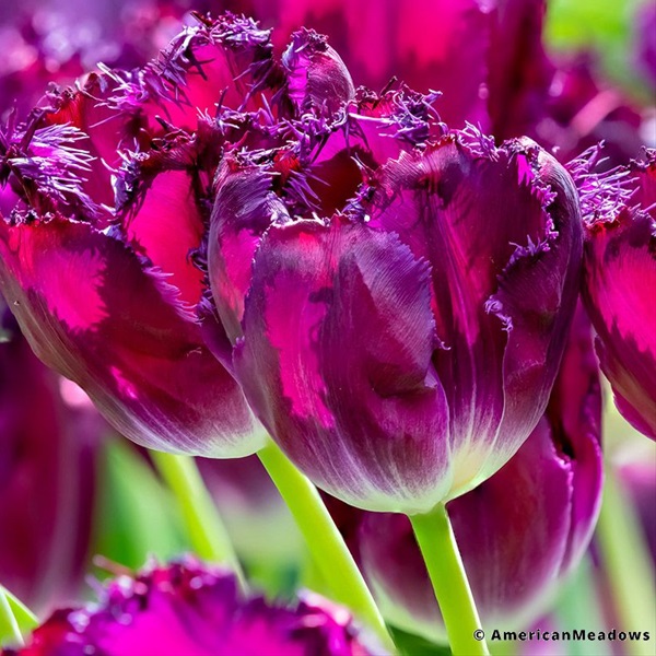 Tulip Frill Purple Crystal - Tulips - Flowers and Fillers - Flowers by ...