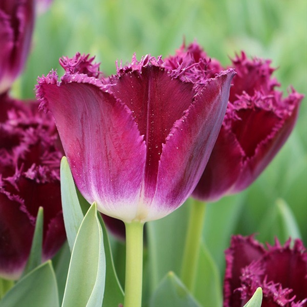 Tulip Frill Purple Crystal - Tulips - Flowers and Fillers - Flowers by ...