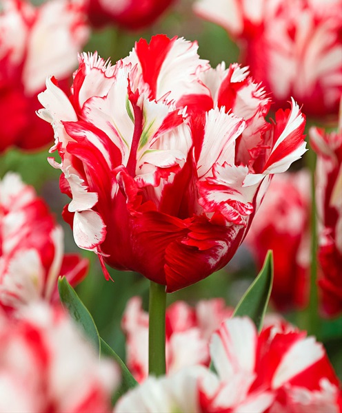 Tulip Parrot Estella Rijnveld - Tulips - Flowers and Fillers - Flowers ...