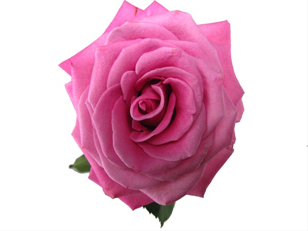 Rose Pink Parmida - Standard Rose - Roses - Flowers by category ...