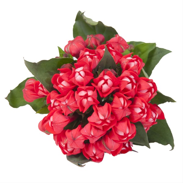 Bouvardia Diamond Coral - Bouvardia - Flowers and Fillers - Flowers by ...