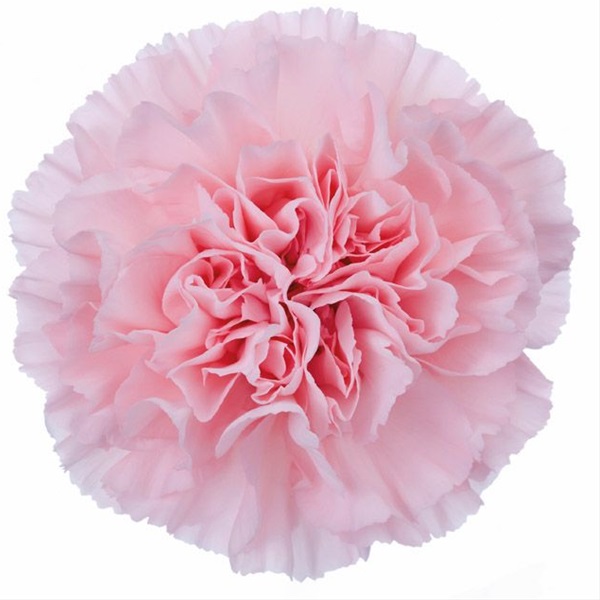 Carnation Nahema - Standard Carnation - Carnations - Flowers by ...